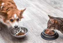 mangime industriale per cani e gatti