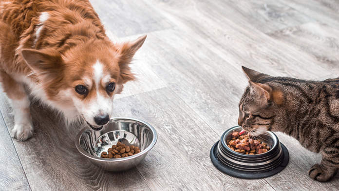 mangime industriale per cani e gatti