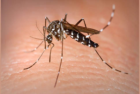 insetticida contro mosche e zanzare
